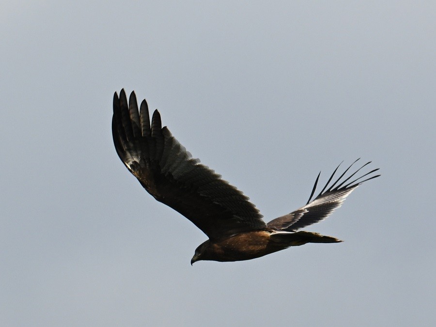 Indian Spotted Eagle - ML643235414
