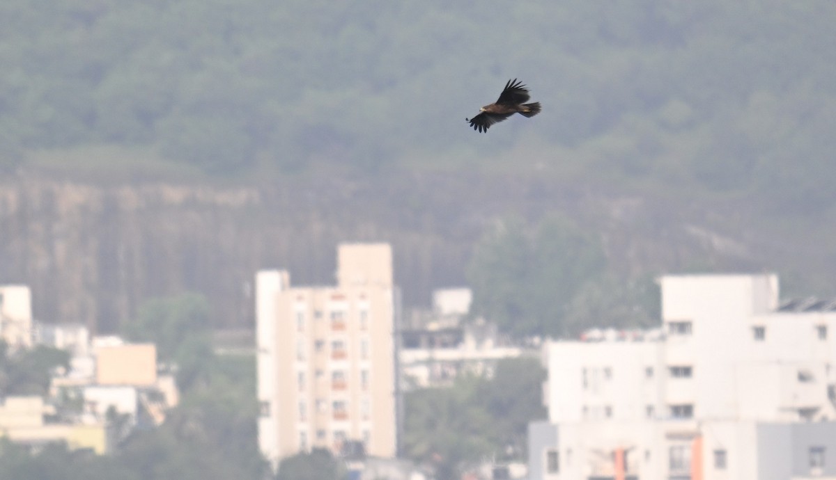 Indian Spotted Eagle - ML643235415