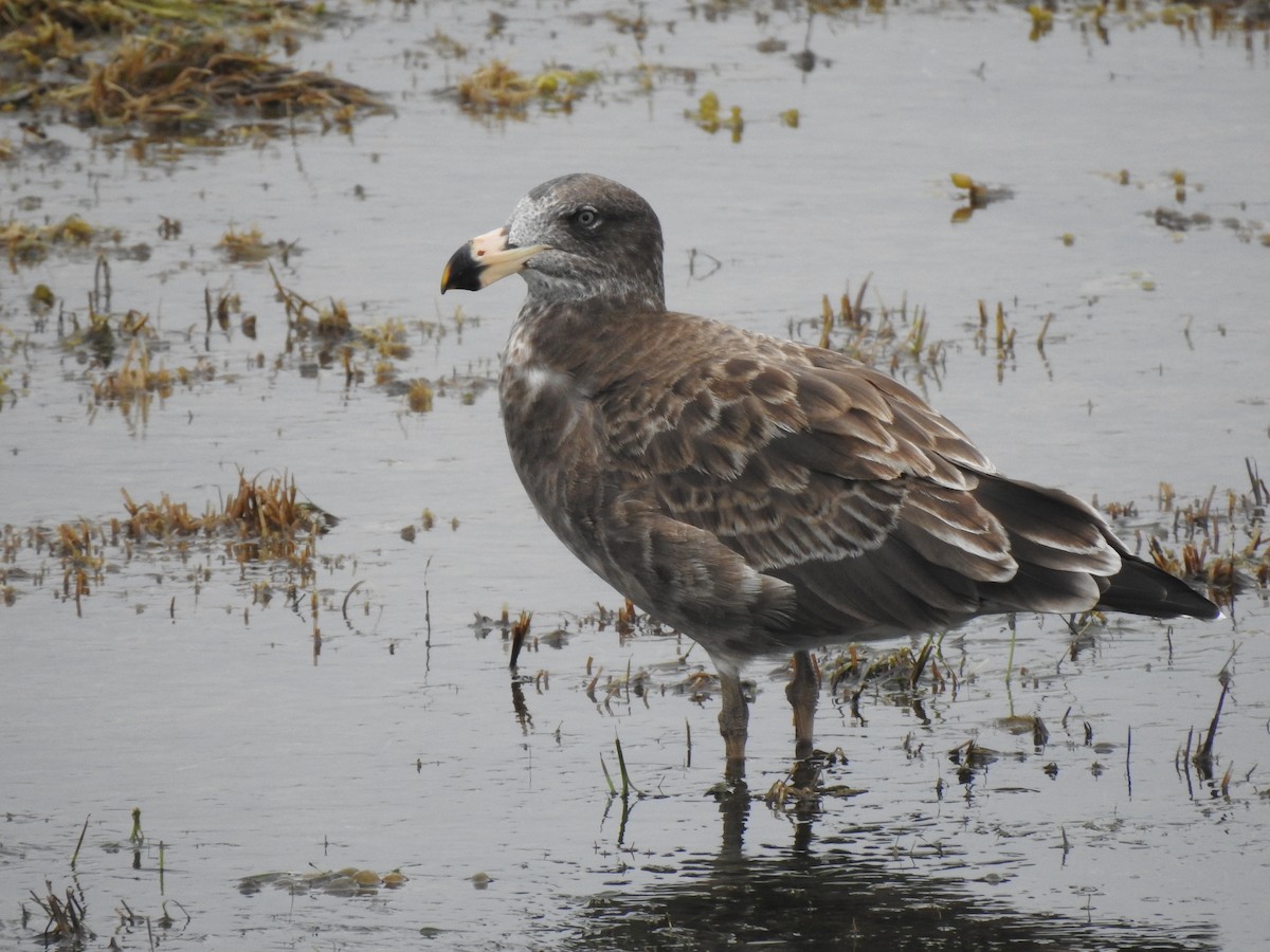 Pacific Gull - ML643235447