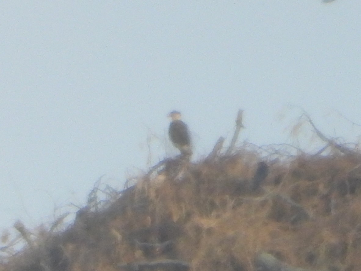 Crested Caracara - ML643235454