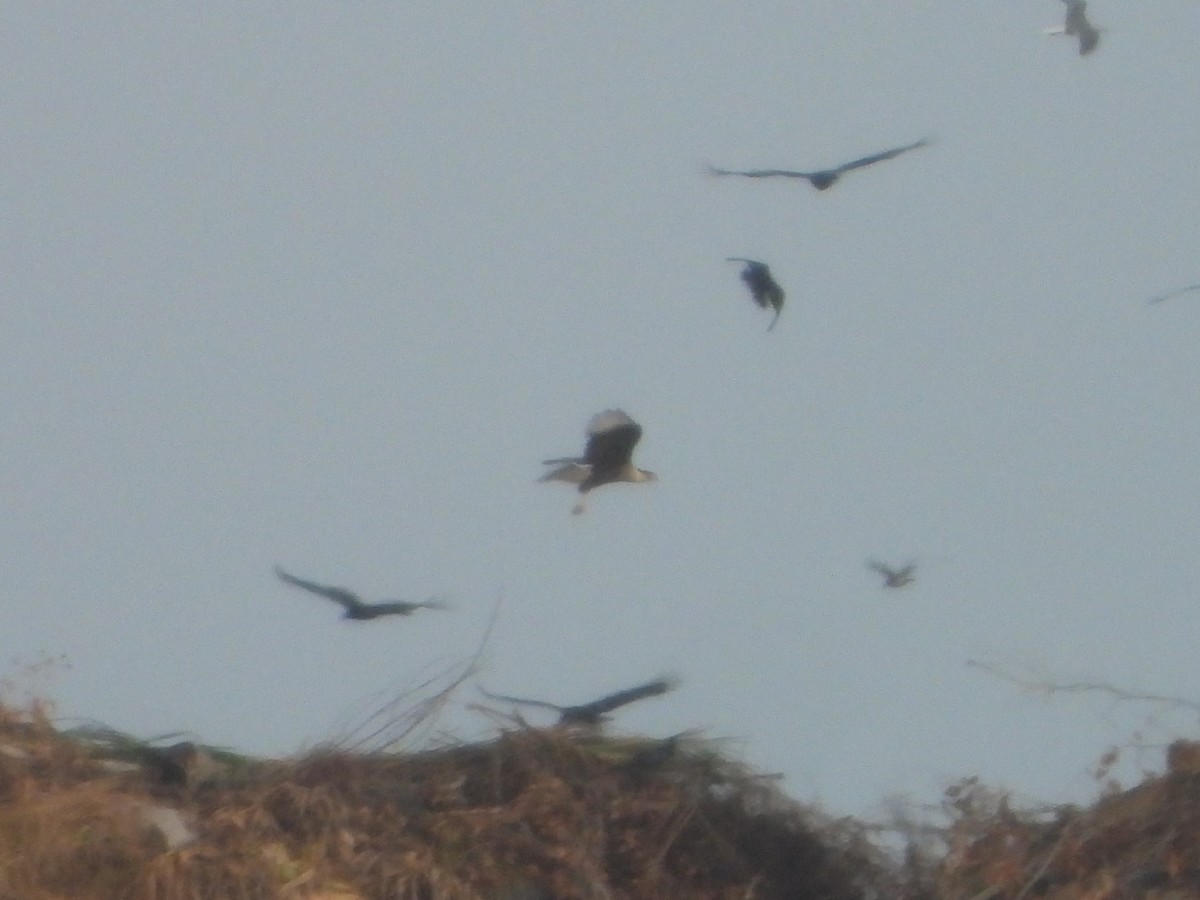 Crested Caracara - ML643235455
