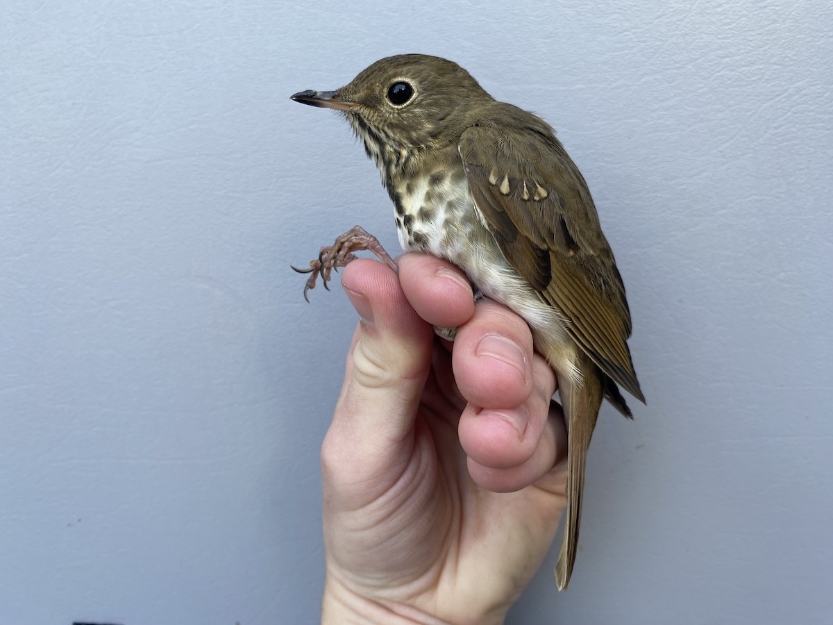 Hermit Thrush - ML643235462