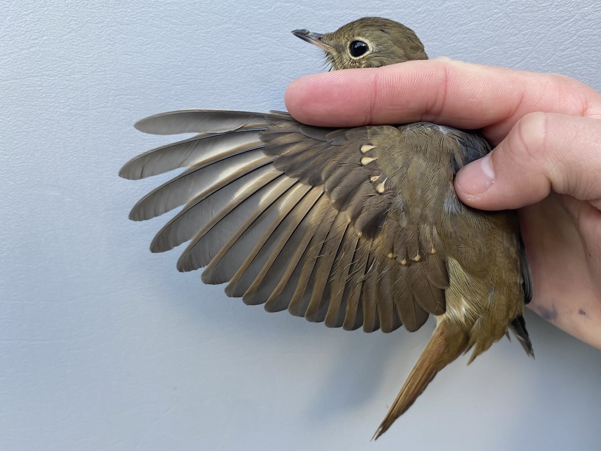 Hermit Thrush - ML643235463