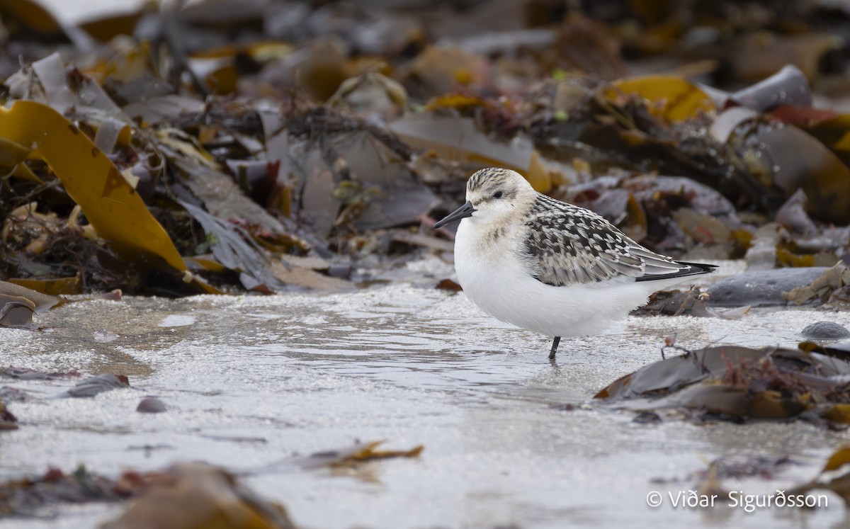 Sanderling - ML643235466