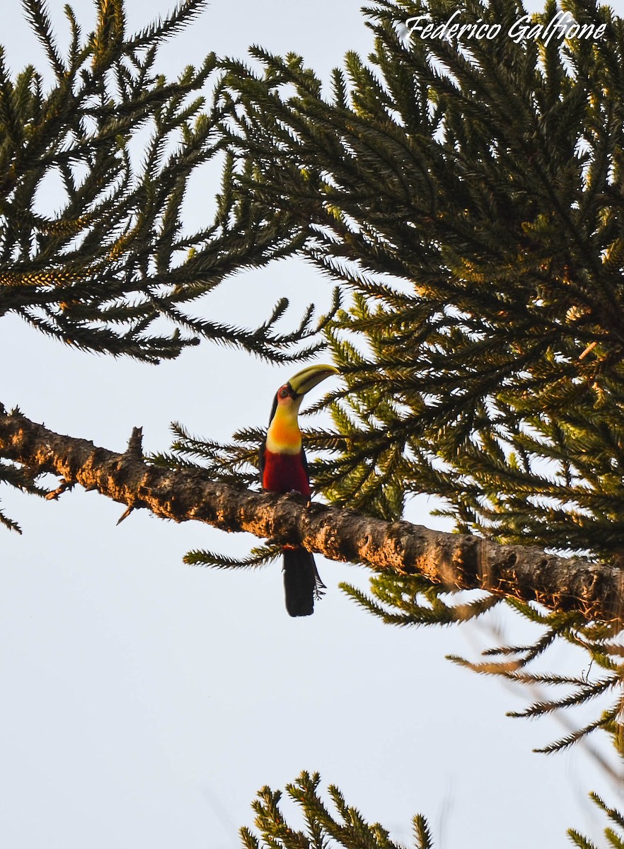 Red-breasted Toucan - ML643235467
