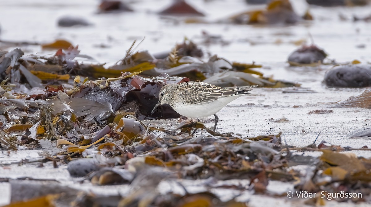 White-rumped Sandpiper - ML643235488