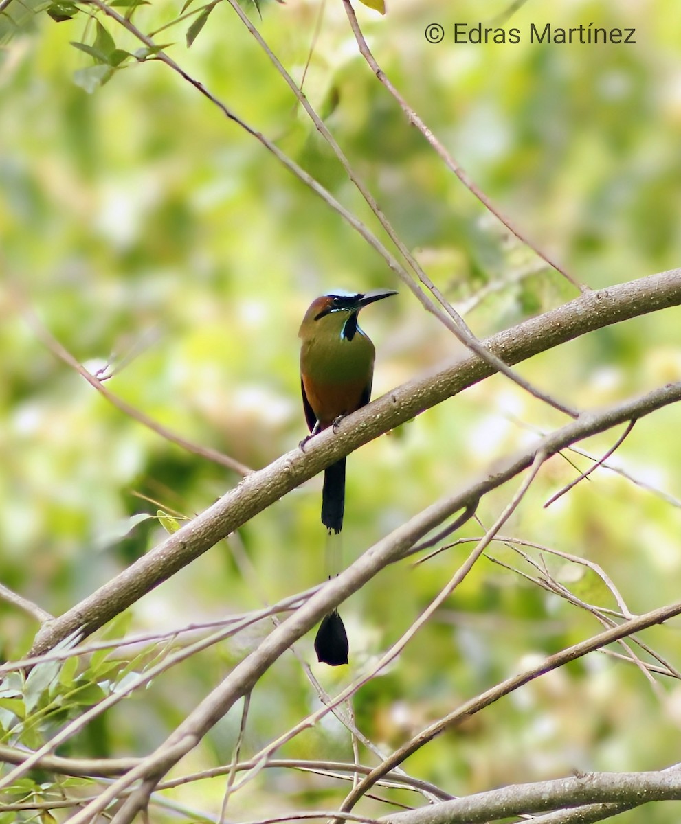 Turquoise-browed Motmot - ML643235489