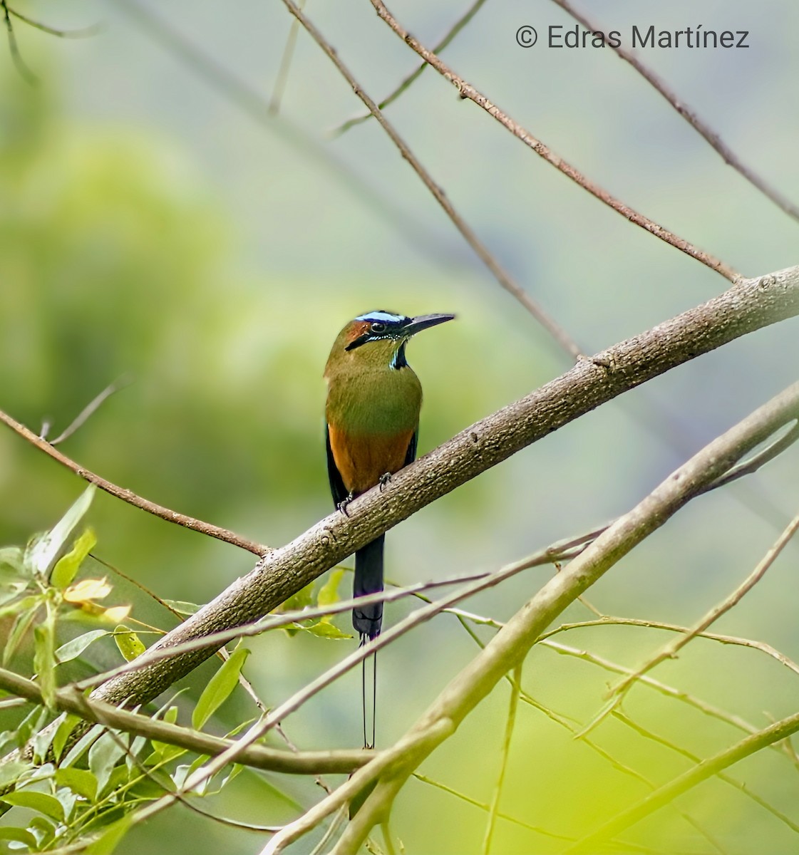 Turquoise-browed Motmot - ML643235490