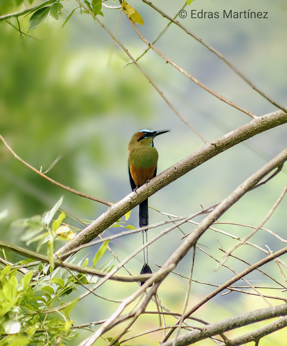 Turquoise-browed Motmot - ML643235491