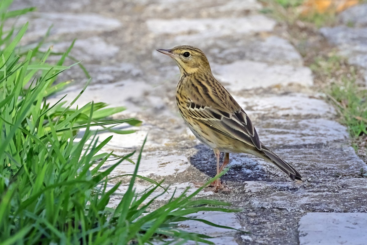 Pipit des arbres - ML643235515