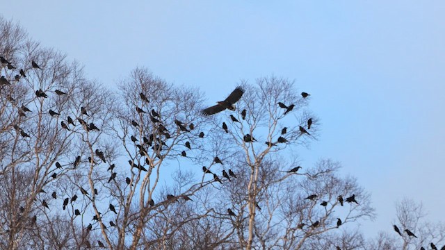 White-tailed Eagle - ML643235522