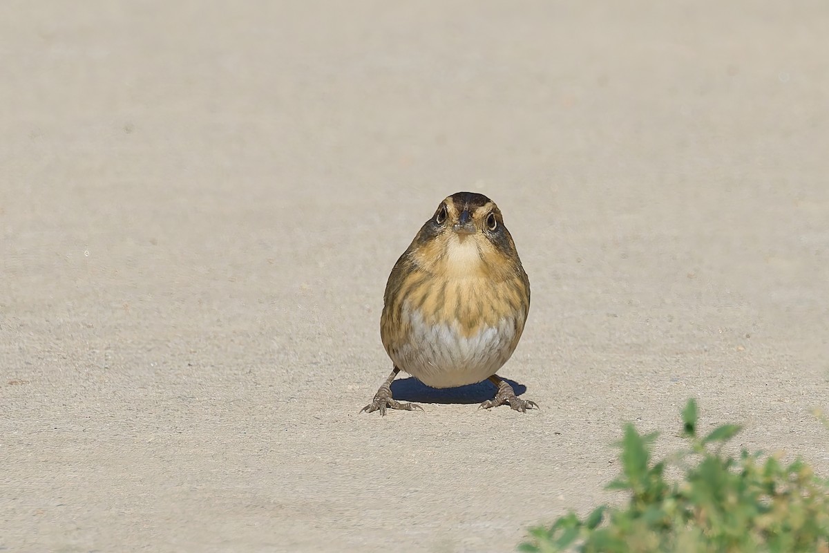 Nelson's Sparrow - ML643235533