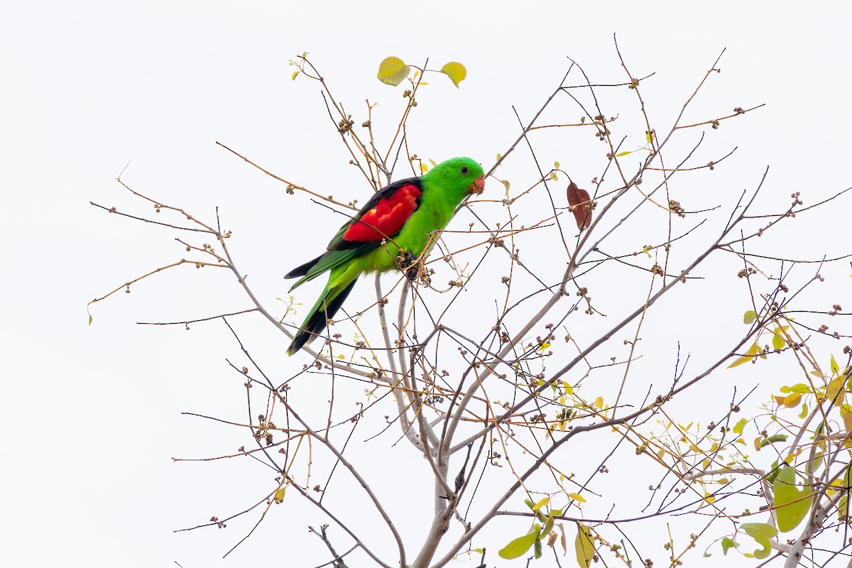 Red-winged Parrot - ML643235535