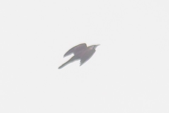 Banded Bay Cuckoo - ML643235544