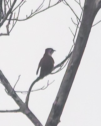Banded Bay Cuckoo - ML643235545