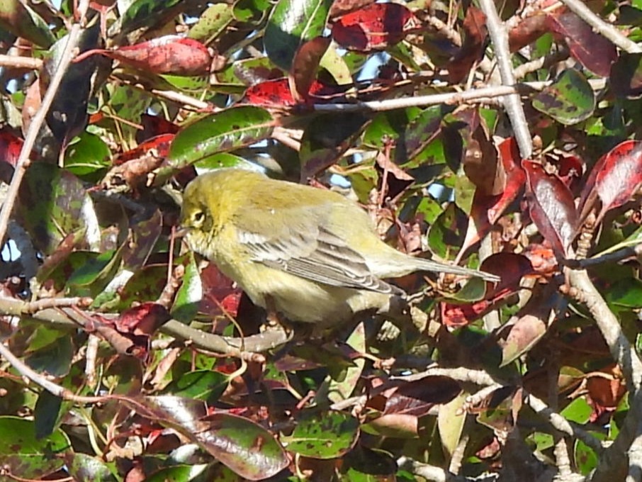 Bay-breasted/Blackpoll Warbler - ML643235548