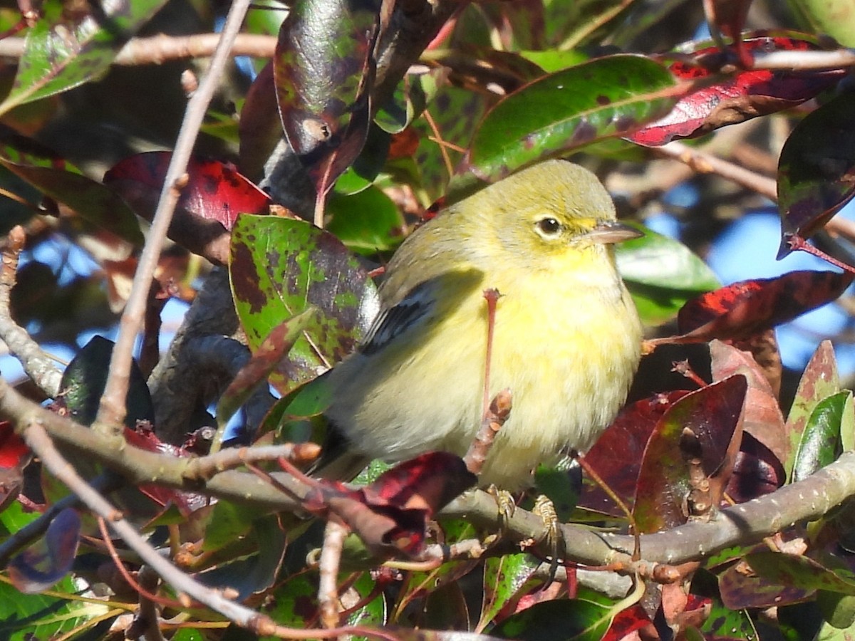 Bay-breasted/Blackpoll Warbler - ML643235549