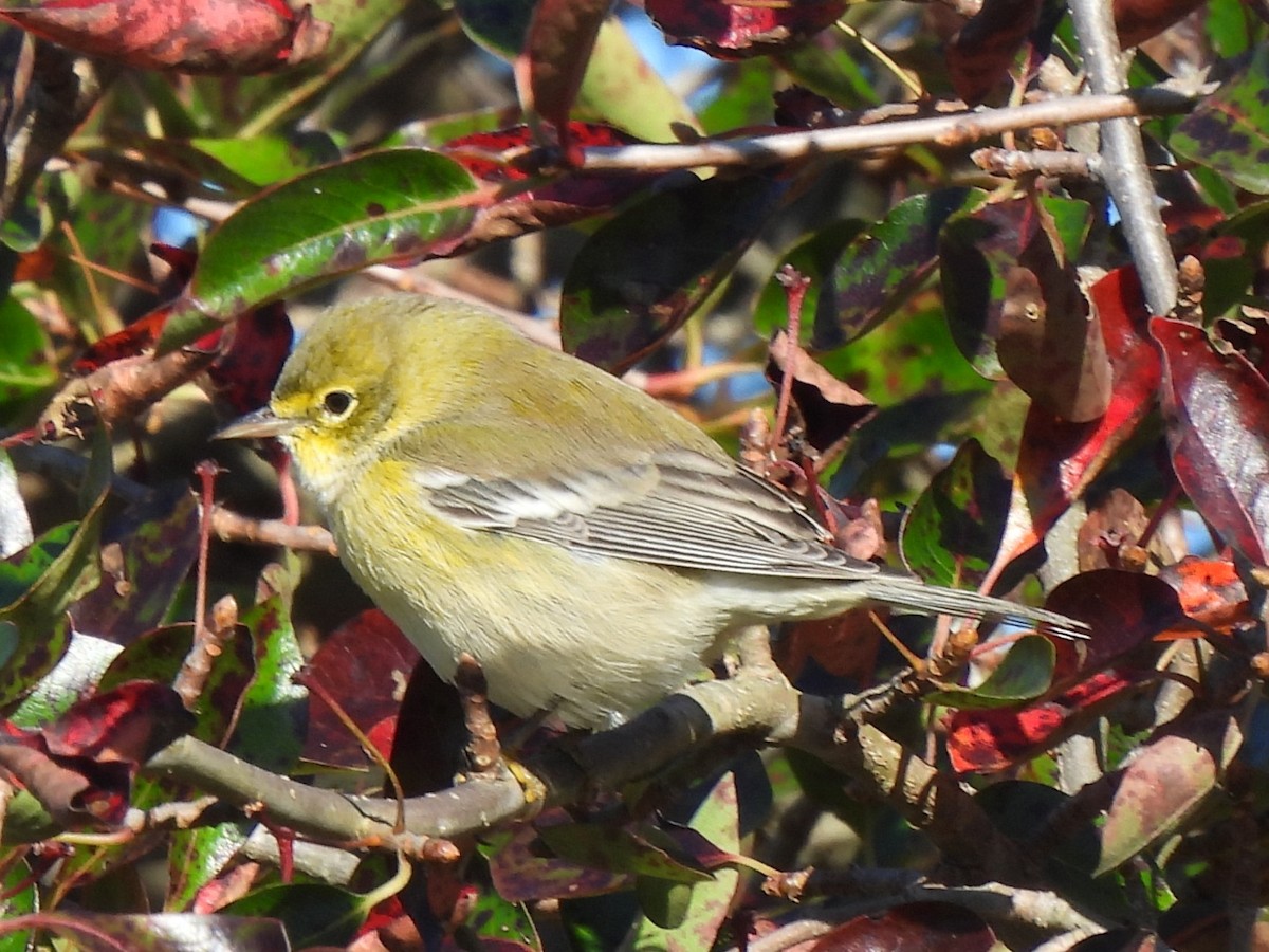Bay-breasted/Blackpoll Warbler - ML643235550