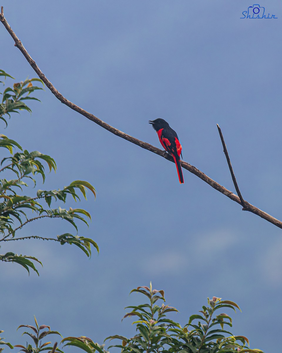 Scarlet Minivet - ML643235578