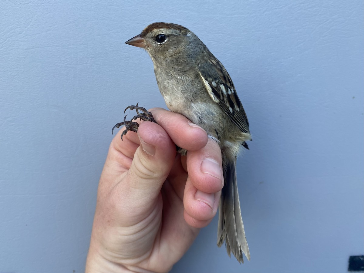 White-crowned Sparrow - ML643235585