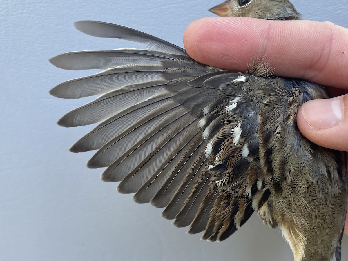 White-crowned Sparrow - ML643235586