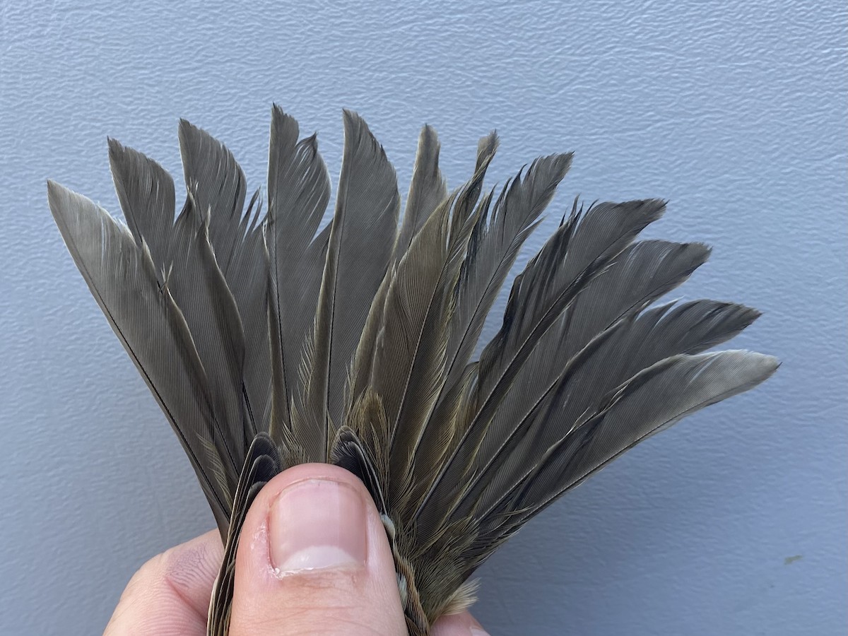 White-crowned Sparrow - ML643235587