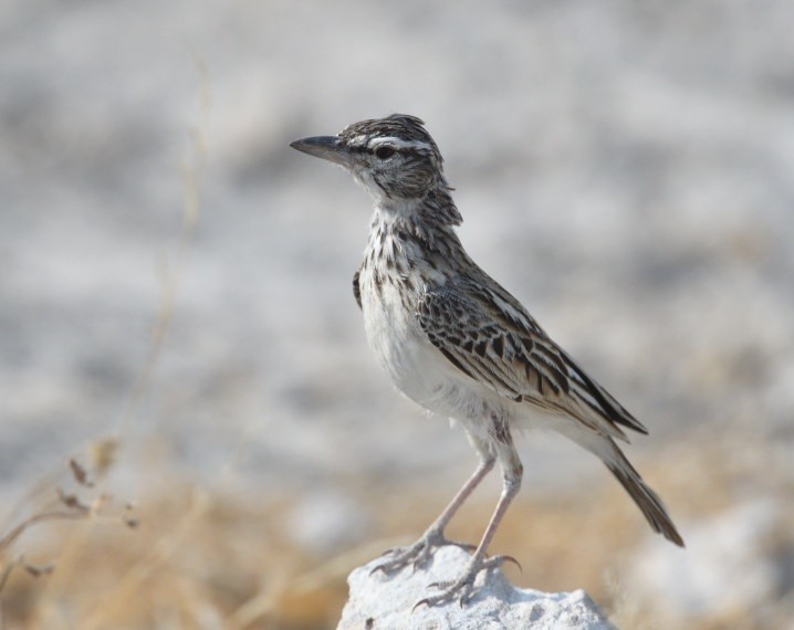 Sabota Lark - ML643235591