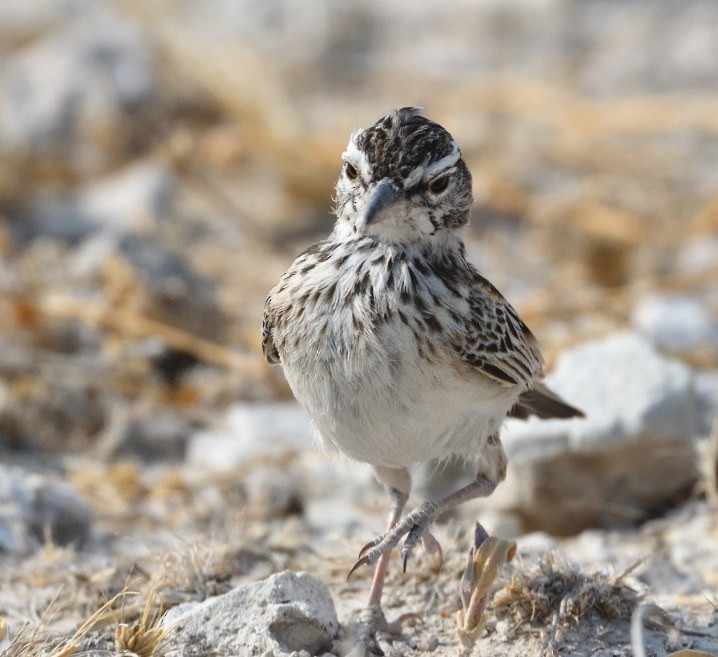 Sabota Lark - ML643235598