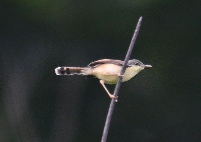 Ashy Prinia - ML643235608