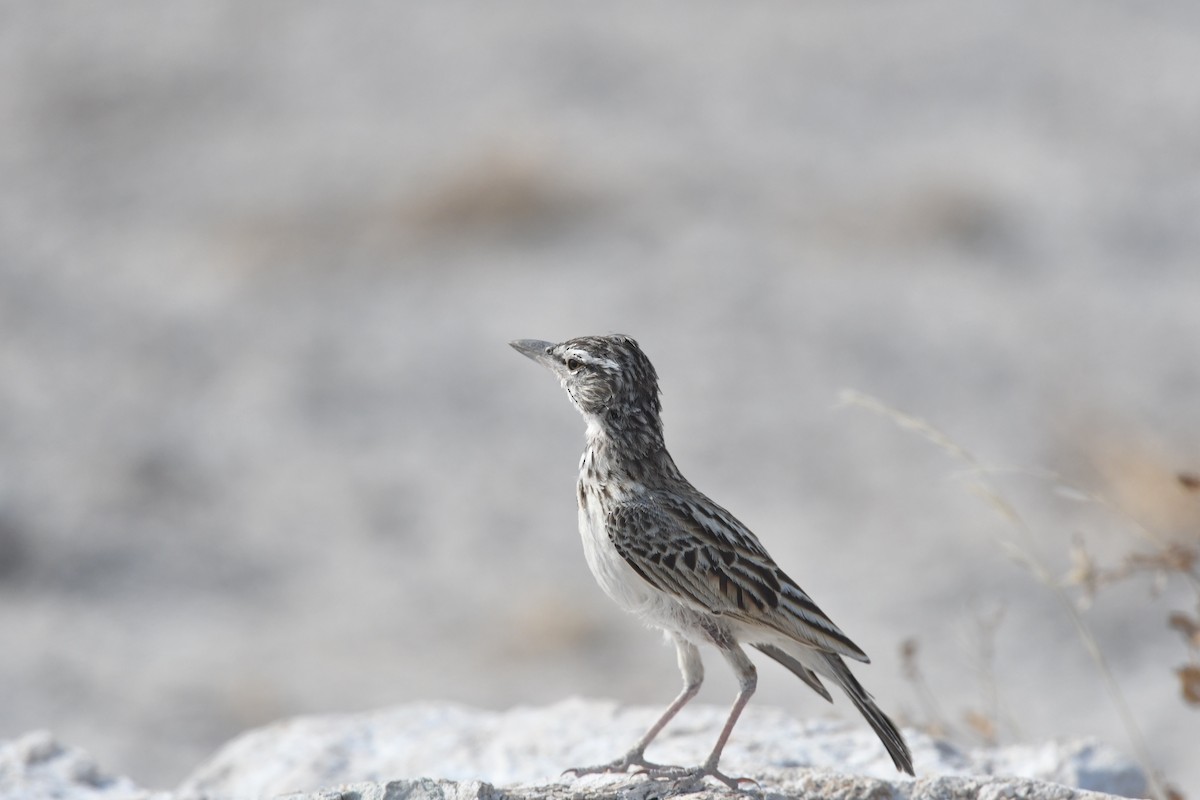 Sabota Lark - ML643235623
