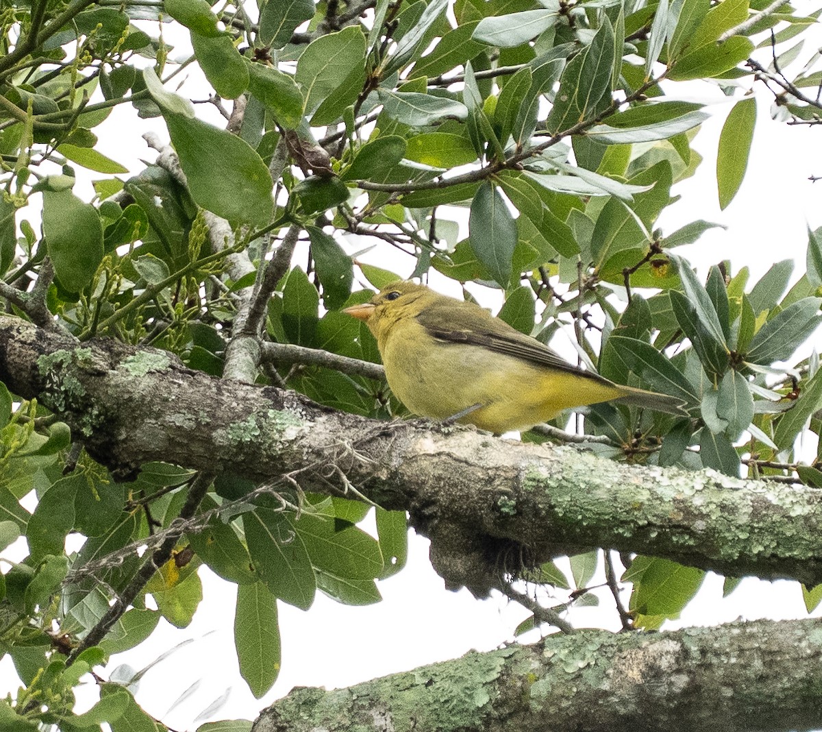 Scarlet Tanager - ML643235625