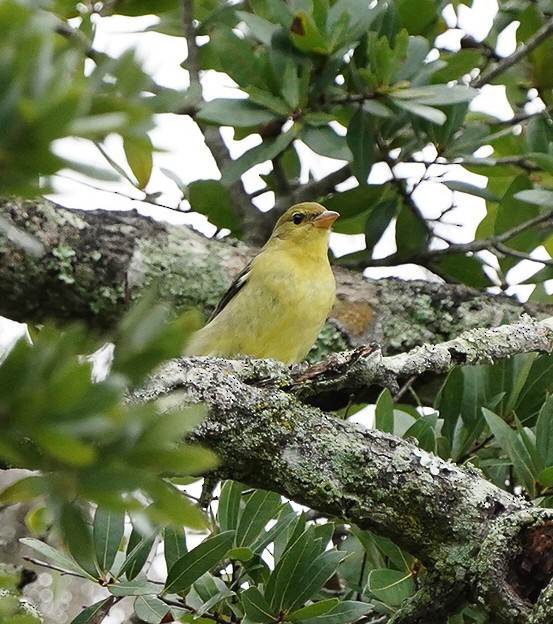 Scarlet Tanager - ML643235635