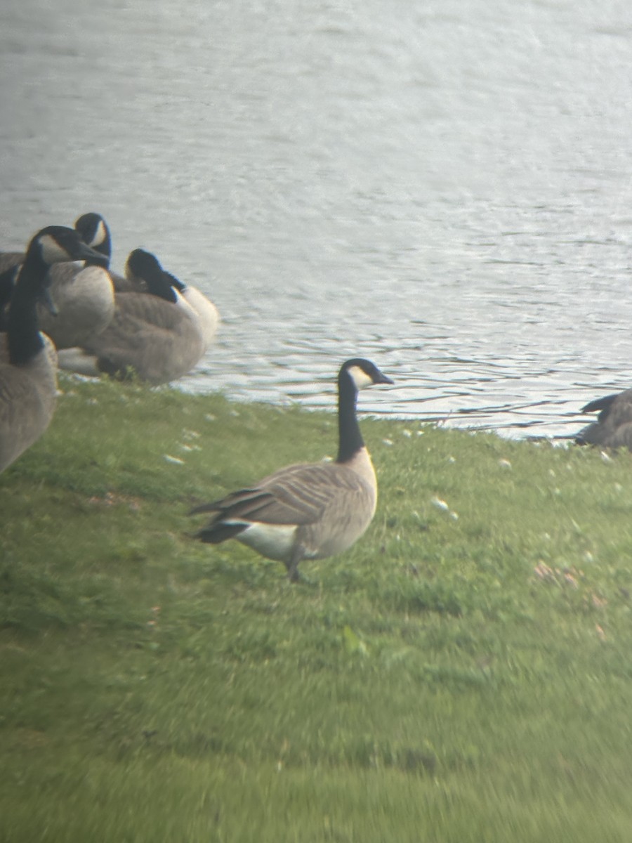 Cackling Goose - ML643235645