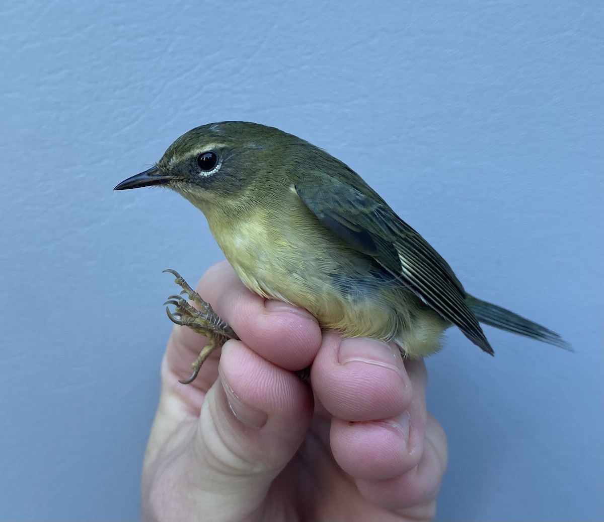 Black-throated Blue Warbler - ML643235648