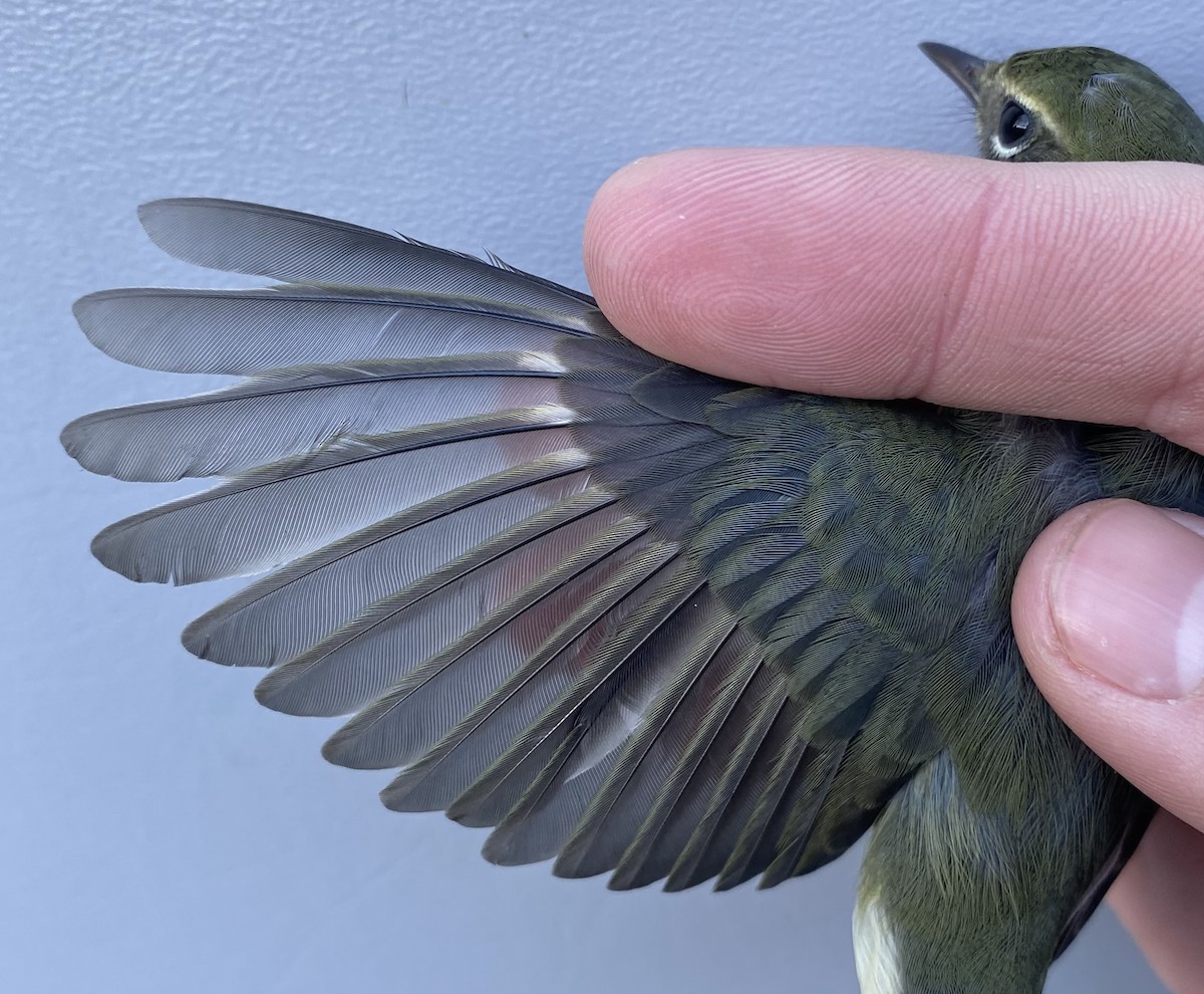 Black-throated Blue Warbler - ML643235649