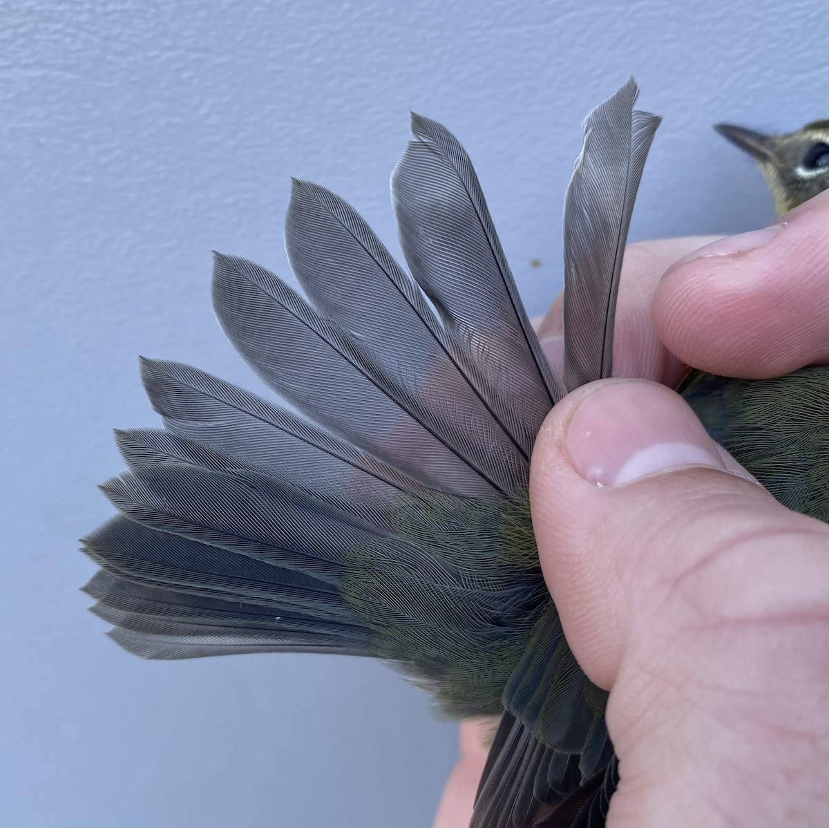 Black-throated Blue Warbler - ML643235650