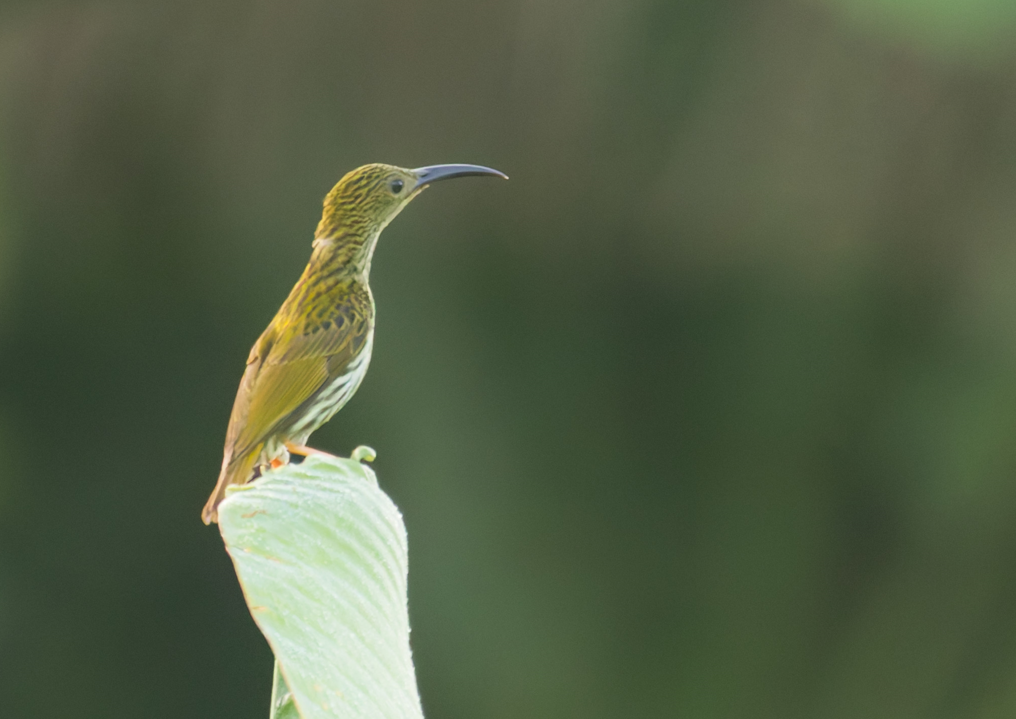 Streaked Spiderhunter - ML643235651