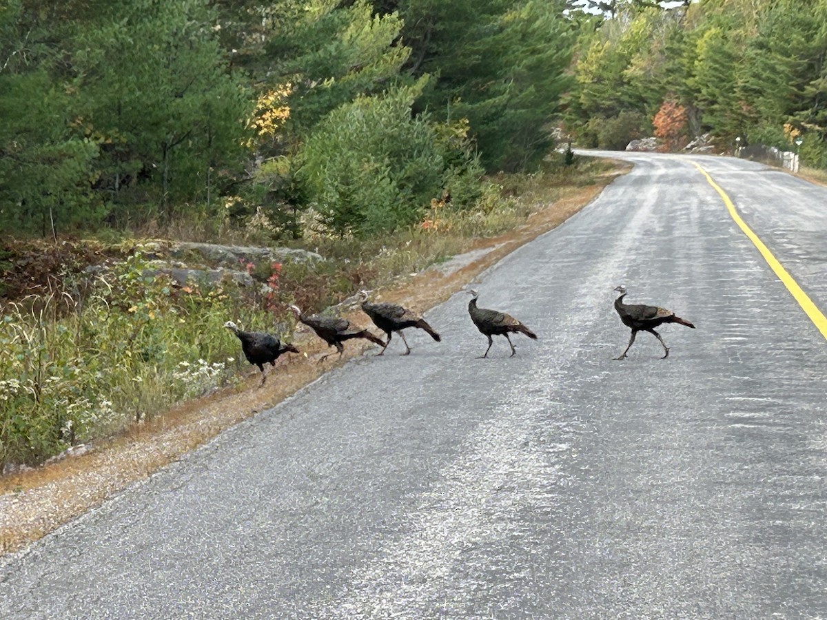 Wild Turkey - ML643235664