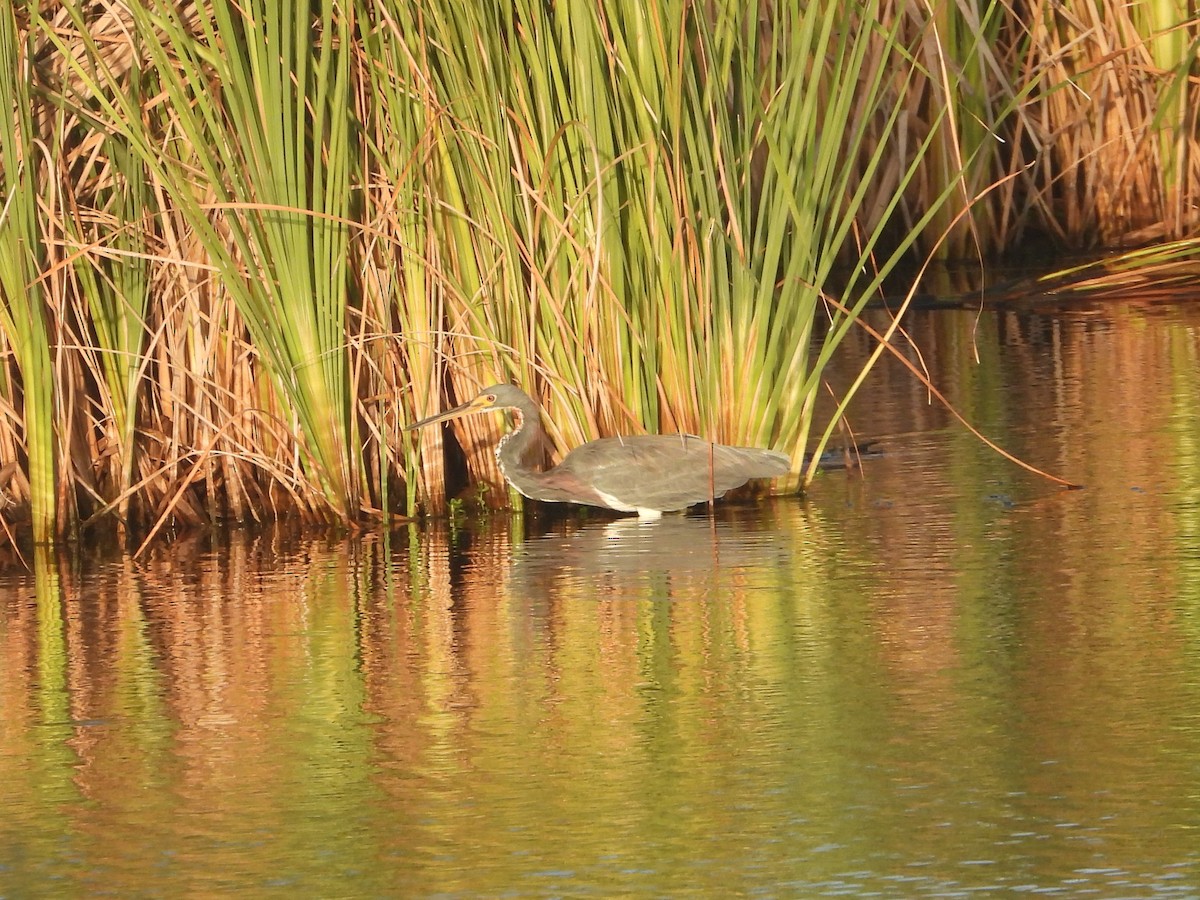 Tricolored Heron - ML643235697