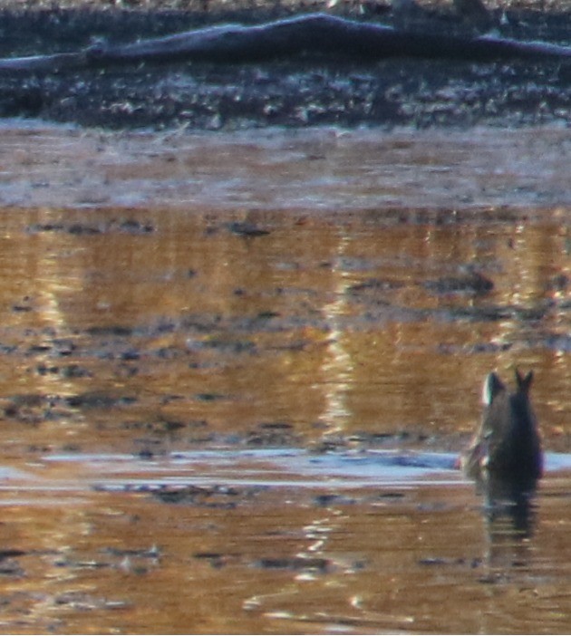 Mallard - ML643235726