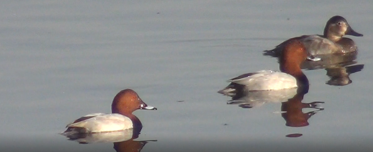 Common Pochard - ML643235727