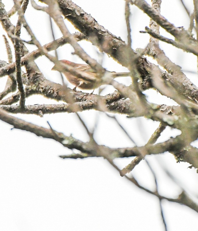 House Finch - ML643235753