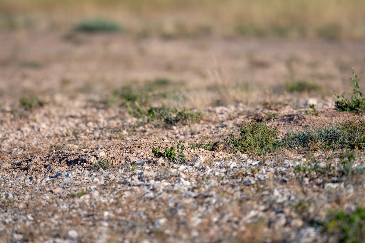 Burrowing Owl - ML643235769