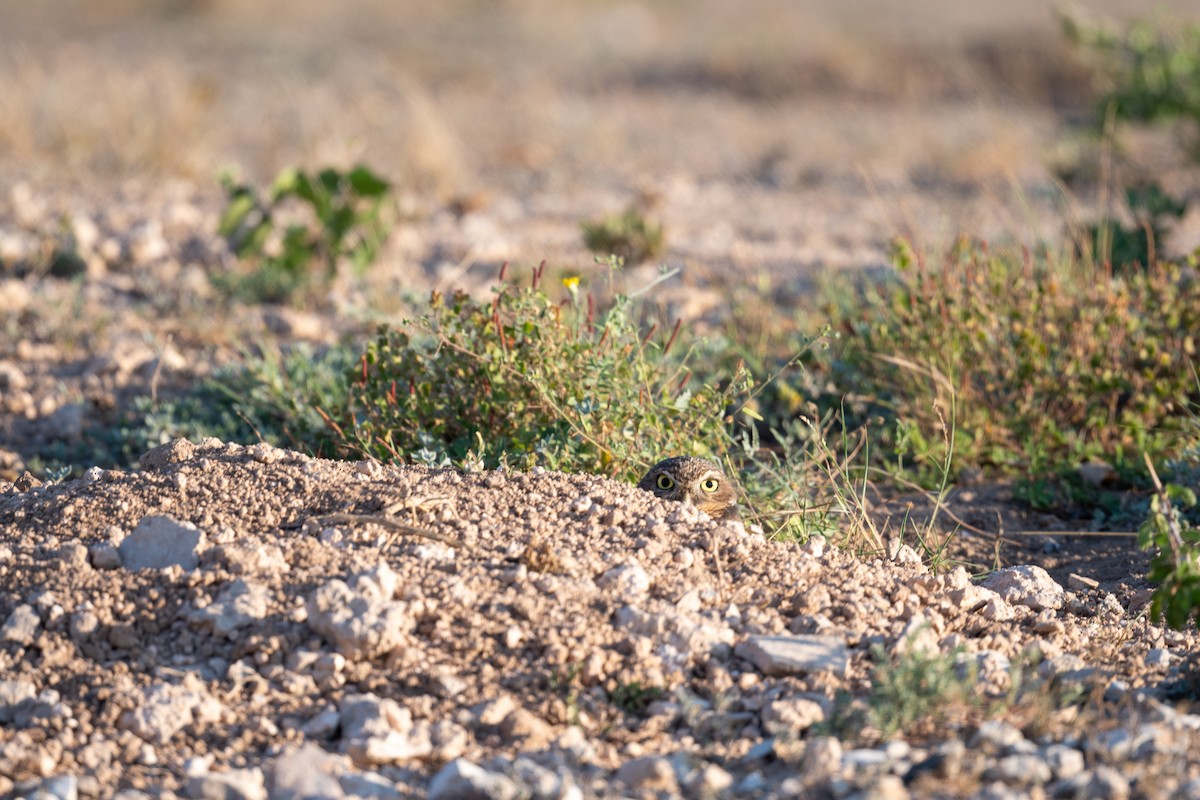 Burrowing Owl - ML643235770