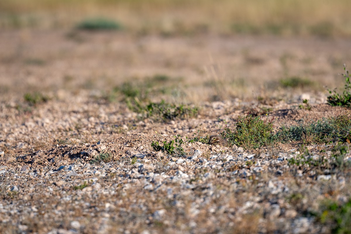 Burrowing Owl - ML643235771