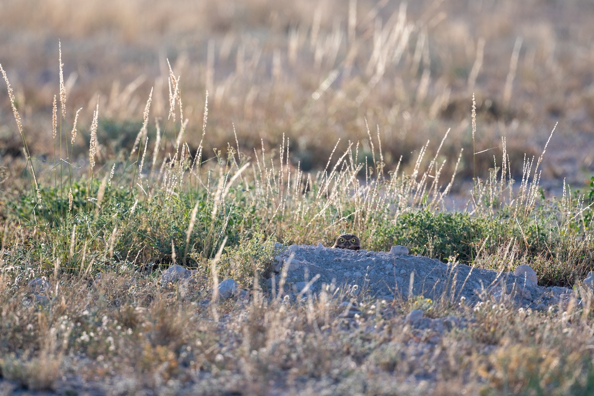 Burrowing Owl - ML643235772