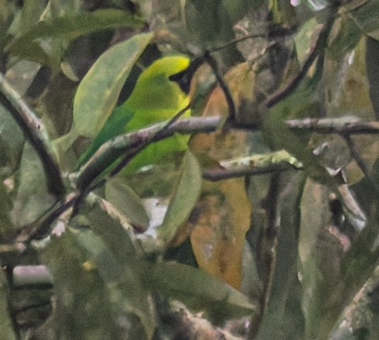Blue-winged Leafbird - ML643235794