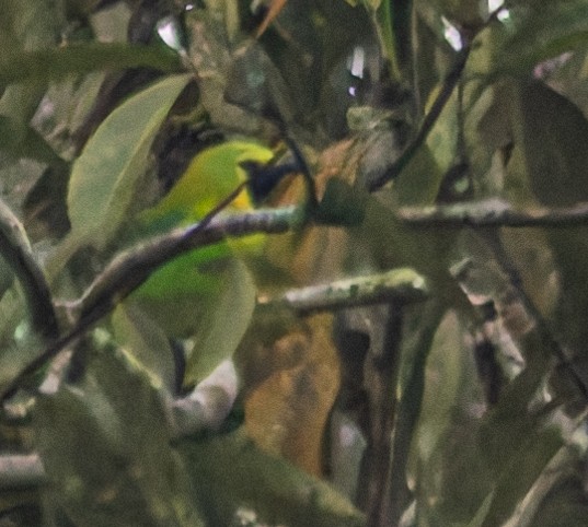 Blue-winged Leafbird - ML643235795