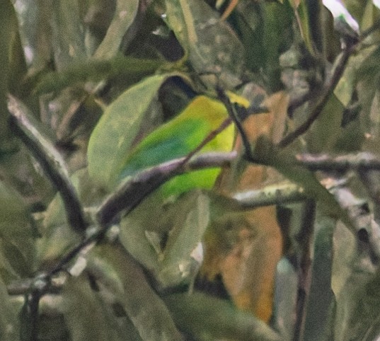Blue-winged Leafbird - ML643235796