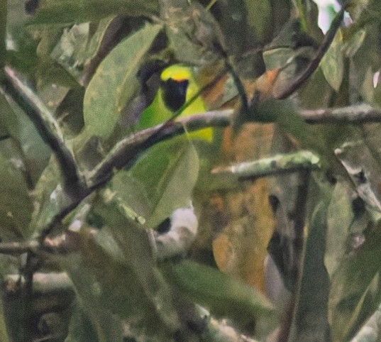 Blue-winged Leafbird - ML643235797